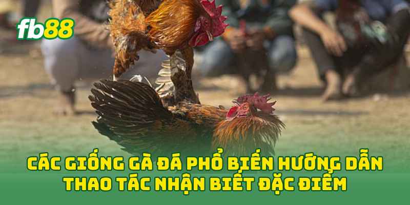 Các Giống Gà Đá Phổ Biến hướng dẫn thao tác nhận biết đặc điểm