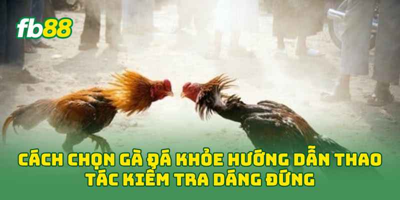 Cách Chọn Gà Đá Khỏe hướng dẫn thao tác kiểm tra dáng đứng