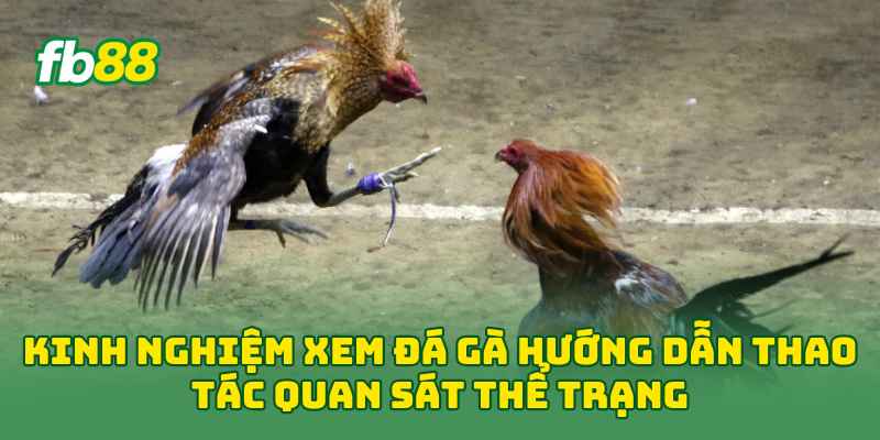Kinh Nghiệm Xem Đá Gà hướng dẫn thao tác quan sát thể trạng