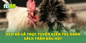Xem Đá Gà Trực Tuyến hiển thị danh sách trận đấu hot